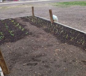 vegetable gardening, gardening, Green and Red onions planted 2 18 2013