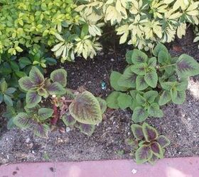 new pictures, gardening, Classic Coleus starts easily from cuttings