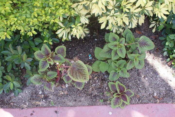 new pictures, gardening, Classic Coleus starts easily from cuttings