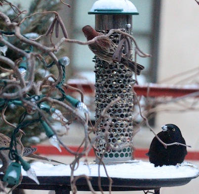 part 4 back story of tllg s rain or shine feeders, outdoor living, pets animals, Common Grackle Learns to USE Feeder by Observing Male House Finch View Two Image Featured