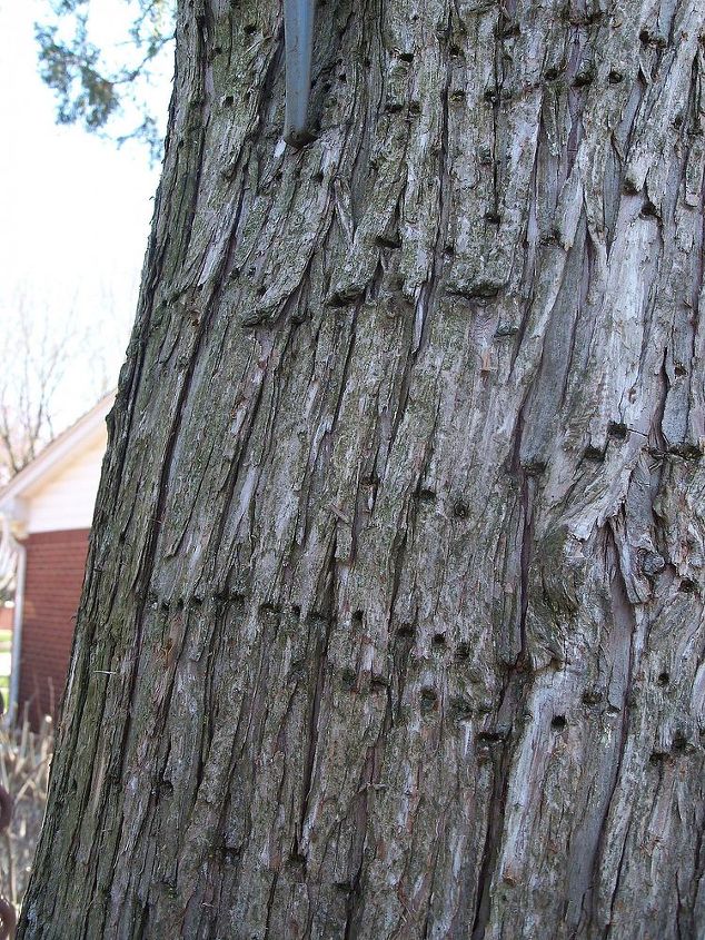 what caused holes in my tree, gardening, landscape, closer look at the trunk