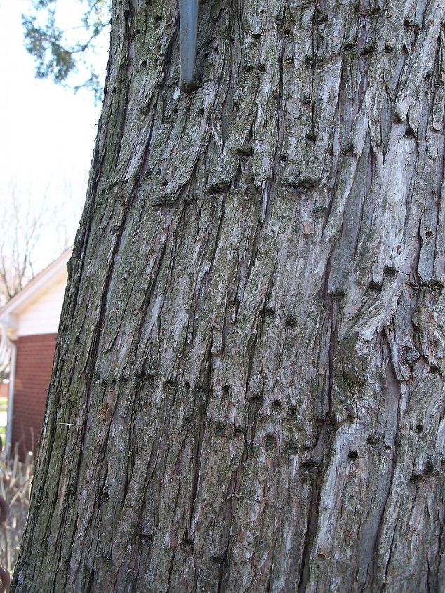 what caused holes in my tree, closer look at the trunk