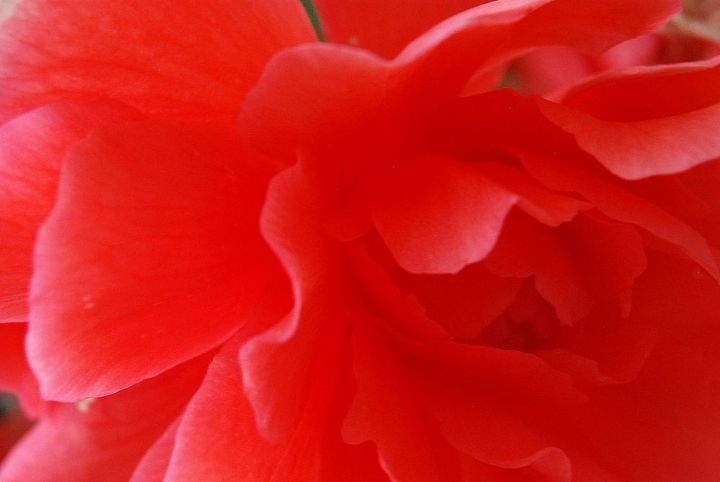 garden photos, gardening, Soft Begonia petals