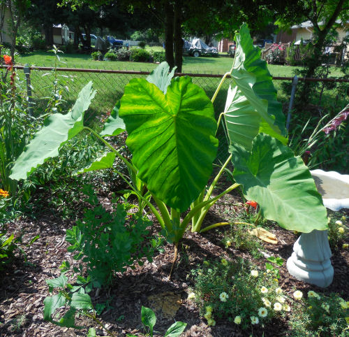 the gardening cook is part of a 12 garden hop, flowers, gardening, This huge elephant ear plant is the star right now I found it growing in my compost pile