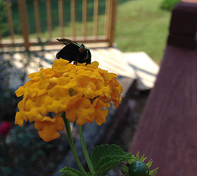 lantana springs to life a pollinator favorite, container gardening, flowers, gardening, pets animals