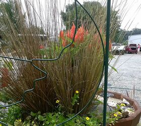 pot rambling, container gardening, flowers, gardening, hydrangea, perennials, I love this orange sedge