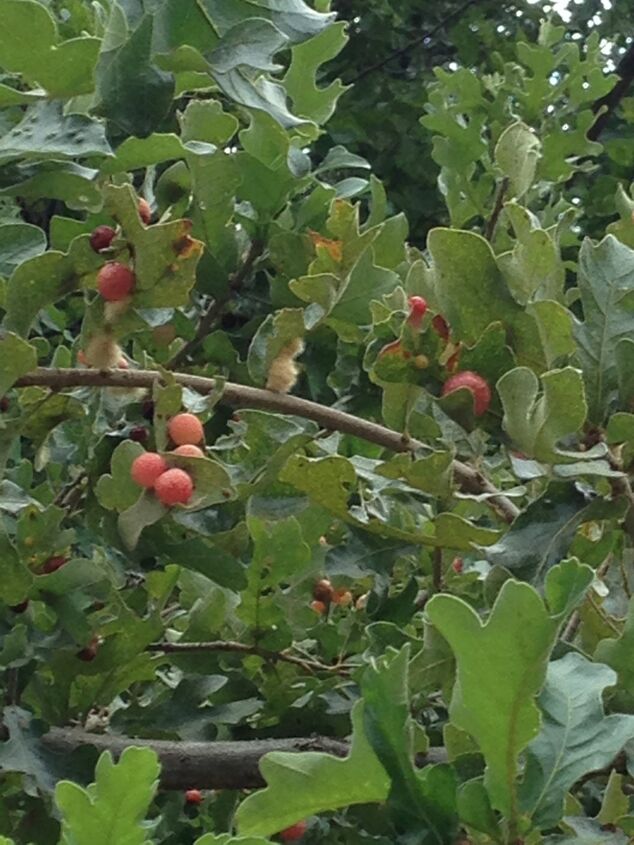 anyone know what kind of oak tree has these berries, gardening
