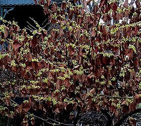 winter color in the garden, flowers, gardening, Witch Hazel Pallida holds its leaves a pretty contrast to the yellow flowers