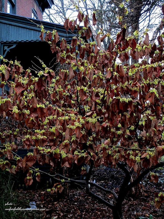 cor de inverno no jardim, Witch Hazel 39 Pallida 39 mant m suas folhas um bom contraste com as flores amarelas