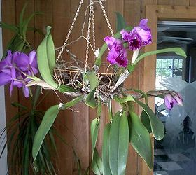 q my favorite orchids, flowers, gardening
