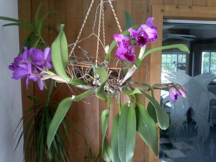 q my favorite orchids, flowers, gardening