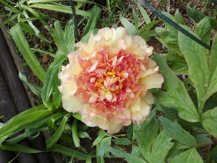 the flowers in my garden so far this spring, flowers, gardening, Tree Peony