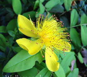 favorite bee pollinator plants for summer gardenchat, flowers, gardening, St John s Wort Hypericum perennial