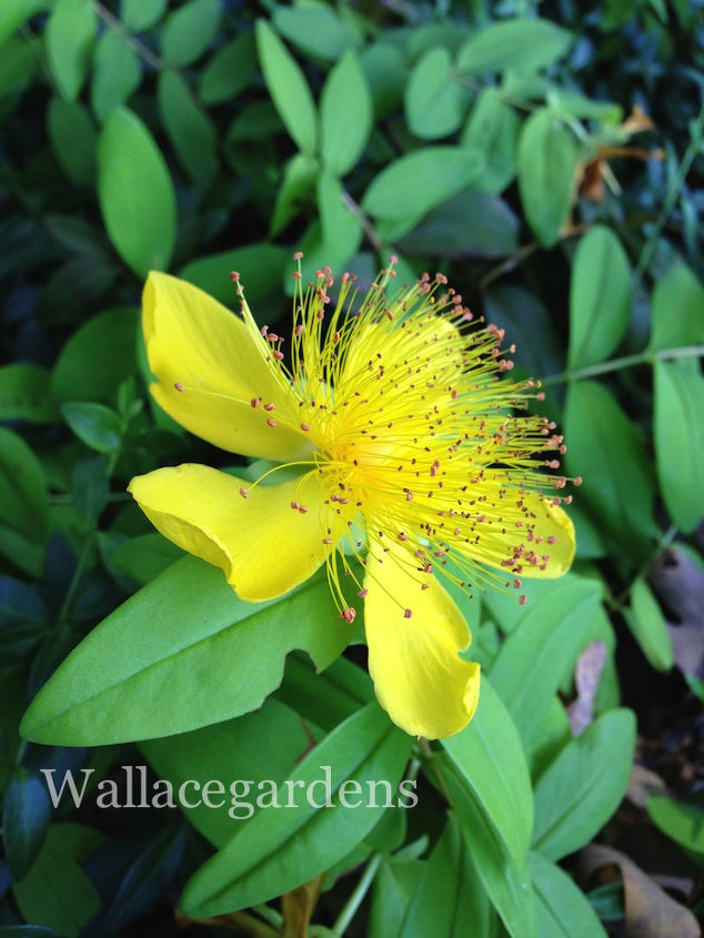 favorite bee pollinator plants for summer gardenchat, flowers, gardening, St John s Wort Hypericum perennial