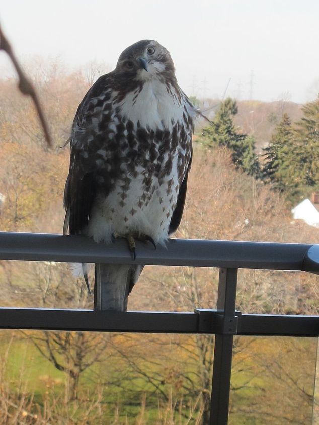 um falco peregrino, Sa para a varanda para pegar isso Ele n o se moveu apenas inclinou a cabe a para olhar para mim