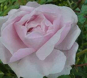 i d like to share my collections, flowers, gardening, Pink tea rose