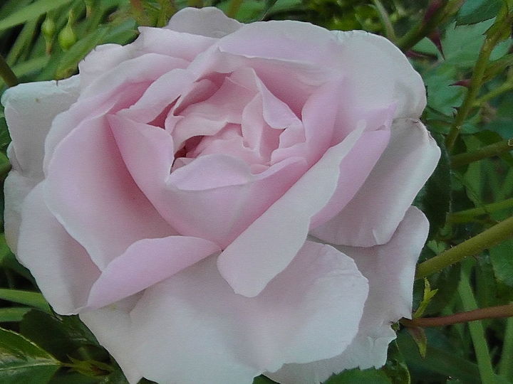 i d like to share my collections, flowers, gardening, Pink tea rose