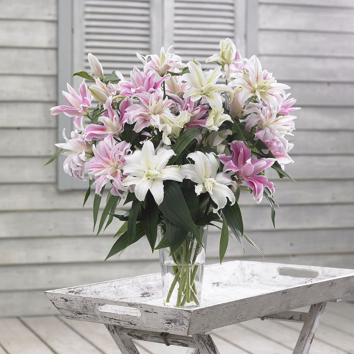 garden media releases best new garden plants products for spring 14, container gardening, flowers, gardening, Longfield Gardens double oriental lily