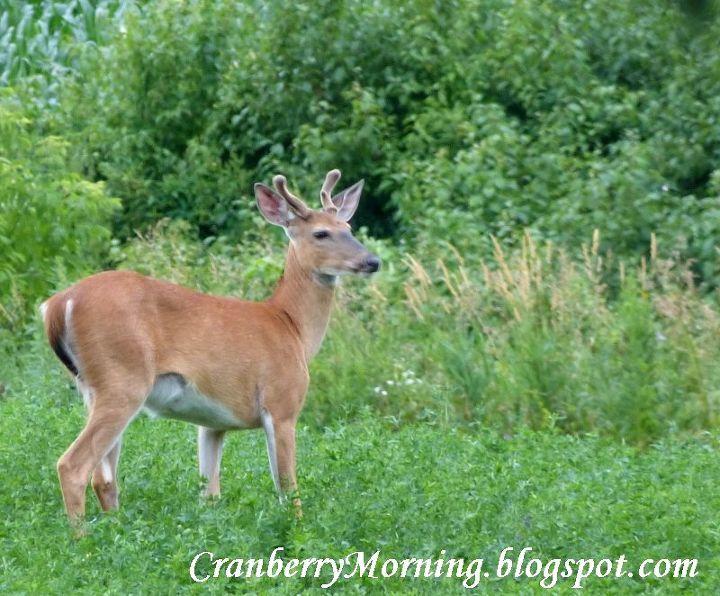 deer birds and patio doors to grid or not to grid, Walking in the alfalfa field near our house