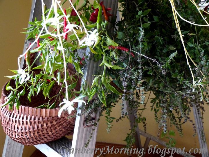 where to put all those houseplants i brought in for the winter, home decor, repurposing upcycling, Cayenne and Peppermint hanging to dry