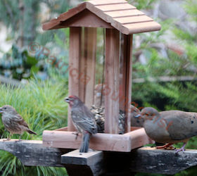 part 2 back story of tllg s rain or shine feeders, outdoor living, pets animals, Mourning Doves AND House Finches broke bread together at the FH Feeder once it was atop a pedestal in my garden View Two INFO ON FINCHES