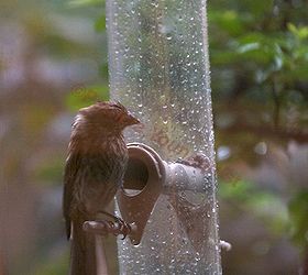 the back story part one of tllg s rain or shine feeders, outdoor living, pets animals, As I stated I m ending with this image an image of a rain soaked sweet house finch as it is this type of situation that led me to rain fedeers but the first one I tried was a dome and I ll report on that in a different entry