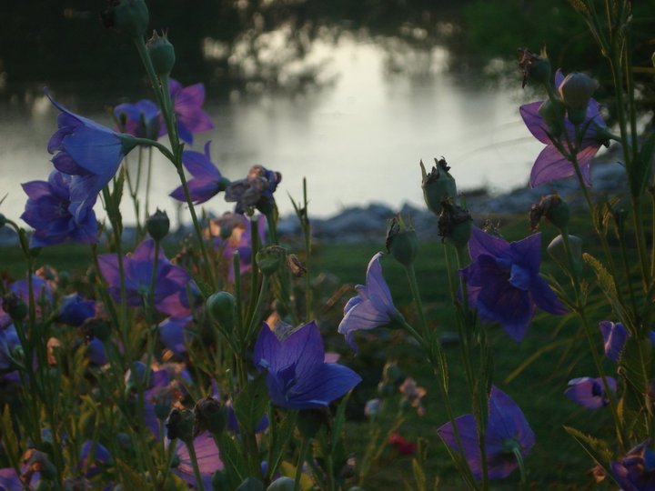 comparte usted las vistas de su jardn para animar a otros a probarlo