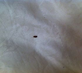 what type of bug is this on my bed, pest control