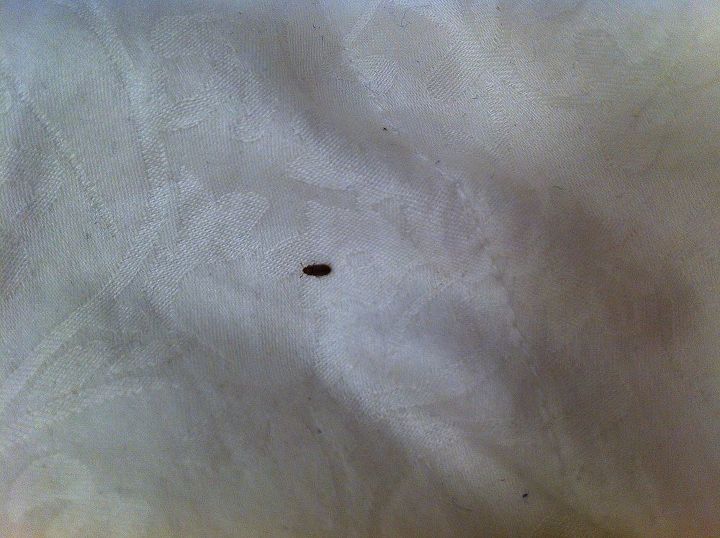 what type of bug is this on my bed, pest control