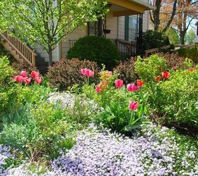 our garden this may, flowers, gardening, Our Hill Garden with purple moss phlox and Tulip Apricot Impression