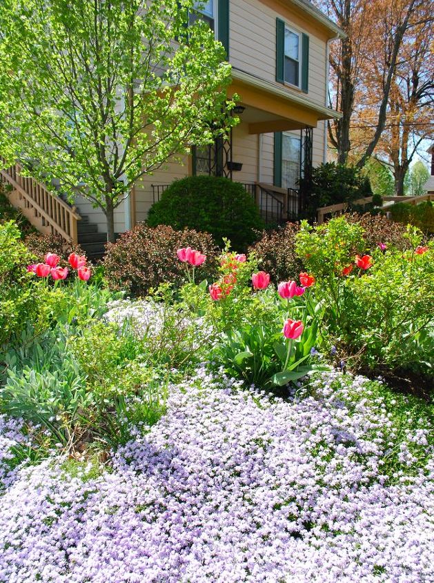 our garden this may, flowers, gardening, Our Hill Garden with purple moss phlox and Tulip Apricot Impression