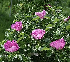 planting vegetables and flowers in one garden, flowers, gardening, perennials, You can also plant a border of rugosa roses These not only act as a shelter for beneficial insects but they draw bumble bees to them