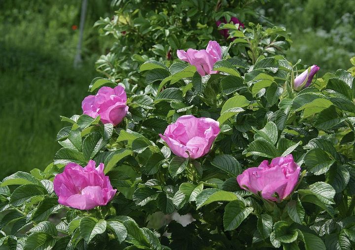 plantar hortalizas y flores en un mismo jardn, Tambi n puedes plantar un borde de rosas rugosas stas no s lo sirven de refugio a los insectos beneficiosos sino que atraen a los abejorros