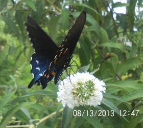 i am so not looking forward to winter i love all the butterflies we h, gardening, pets animals, Love the butterfly bushes