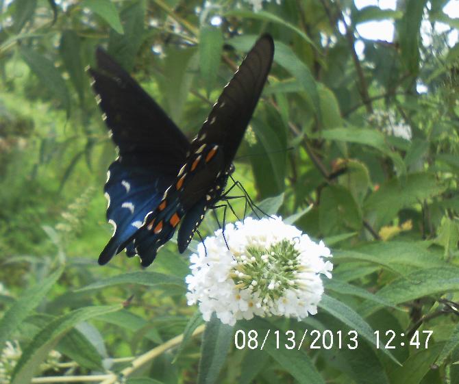 i am so not looking forward to winter i love all the butterflies we h, gardening, pets animals, Love the butterfly bushes