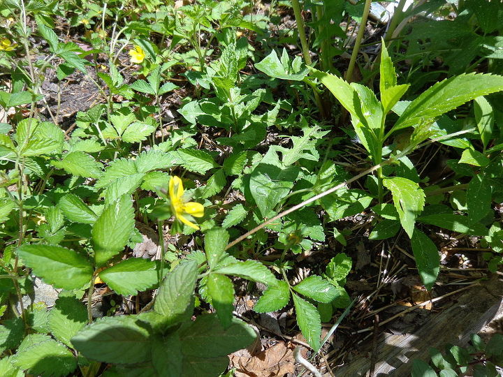 name these plants, flowers, gardening, What is this