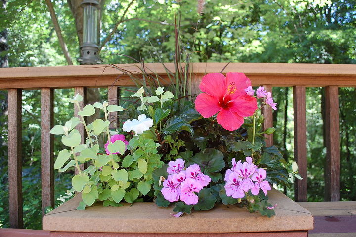 container plants that last till frost, container gardening, flowers, gardening, hibiscus, Hibiscus 7 Geraniums