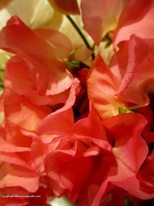 diy april showers gathering vase bouquet, flowers, gardening, home decor, Sweet Peas
