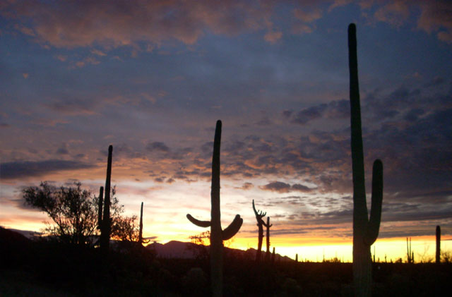 homesite 110 ranch house desert sonoran elevation, The epic Saguaro Cactus