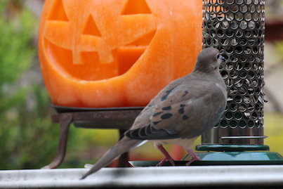 part 4 back story of tllg s rain or shine feeders, outdoor living, pets animals, Mourning Doves were the first responders to the peanut feeder when it was atop the table View One And my Halloween Visitor got a big laugh INFO ON MOURNING DOVES