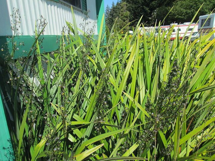unknown plant taking over, flowers, gardening