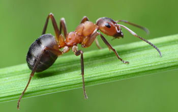 How to Protect Your Home From Ant Attacks