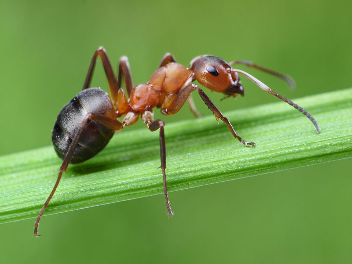 how to protect your home from ant attacks, pest control