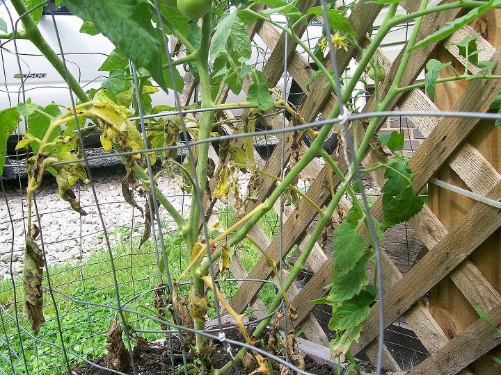 why are my tomato plants dying