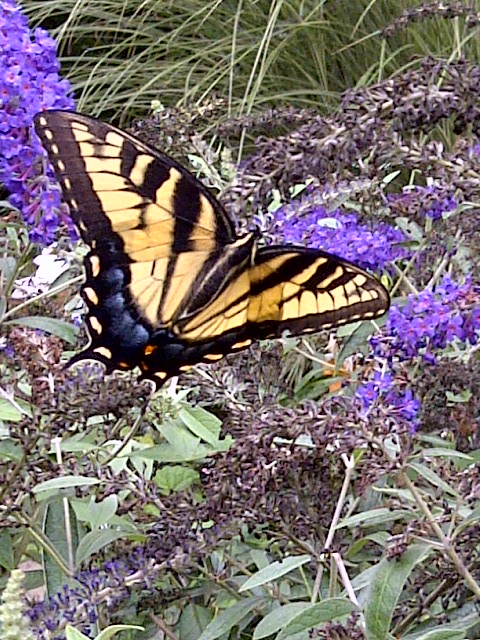 butterfly on a butterfly bush, gardening