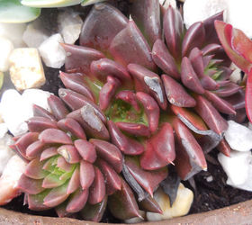 q does anyone know the name of these echeverias, gardening, 2