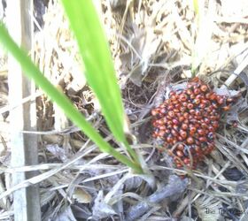 how to get rid of boxelder bugs without harmful chemicals, pest control, Boxelder bugs use decaying materials in your yard to lay they eggs on in