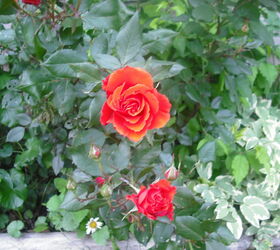 sharing my roses and flowers with garden 1, flowers, gardening