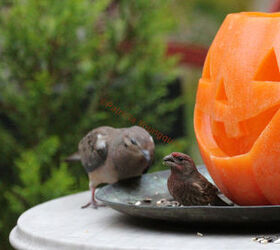 halloween in my urban garden jack o lanterns are birdwatchers, container gardening, flowers, gardening, halloween decorations, outdoor living, pets animals, seasonal holiday decor, succulents, urban living, One of my Jack O Lanterns listened in on a convo with a male house finch and a mourning dove INFO on Finches AND