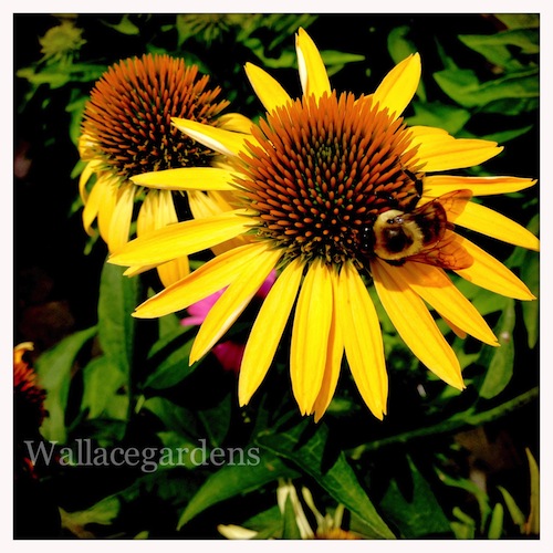 favorite bee pollinator plants for summer gardenchat, flowers, gardening, Coneflowers Echinacea perennial